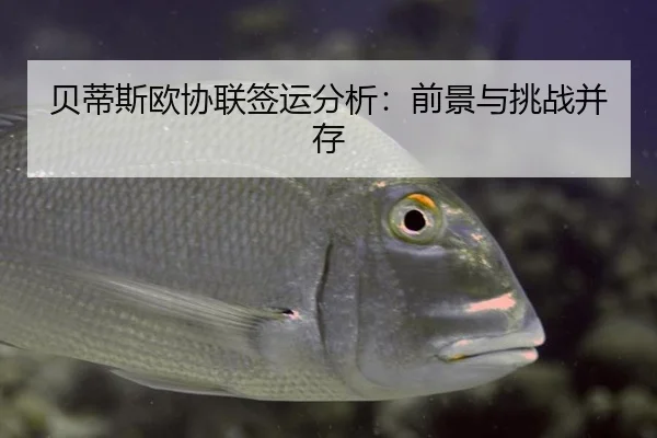 贝蒂斯欧协联签运分析：前景与挑战并存